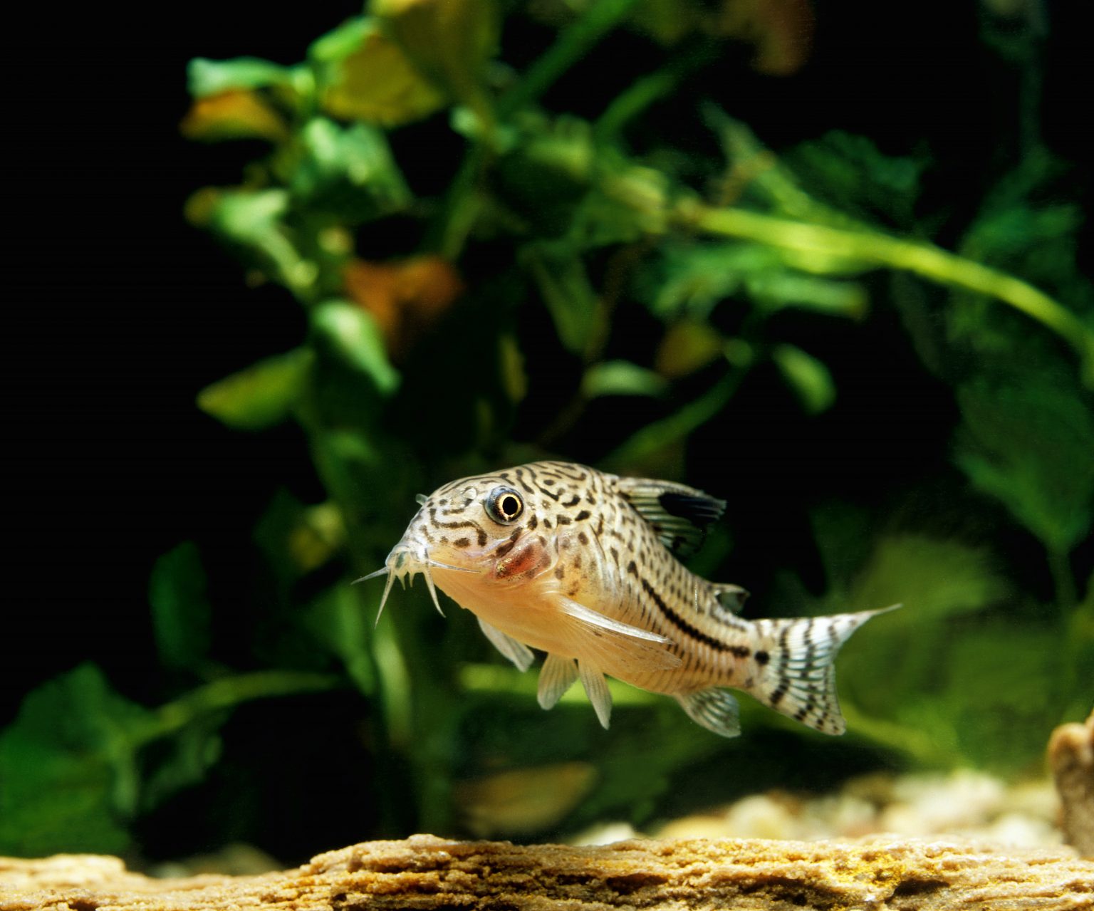 How Often Do Cory Catfish Lay Eggs? Reproduction, Breeding