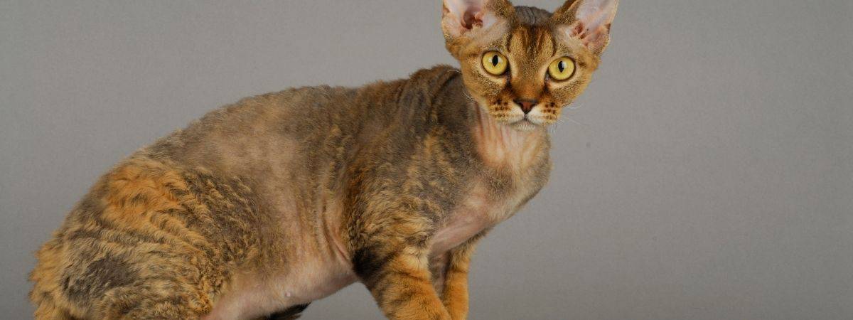 12 Cat Breeds That Jump High Cats On My Mind