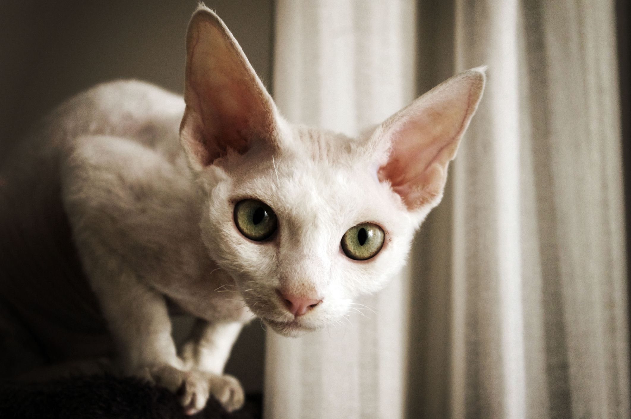 13 Cat Breeds With Big Eyes
