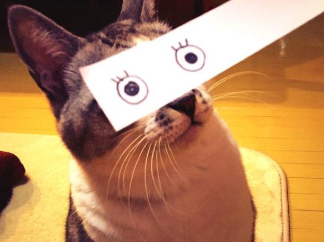 Fake Cartoon Eyes on Cats is Sweeping the