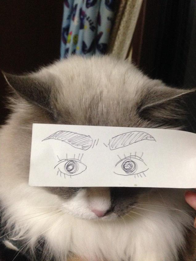 Fake Cartoon Eyes on Cats is Sweeping the