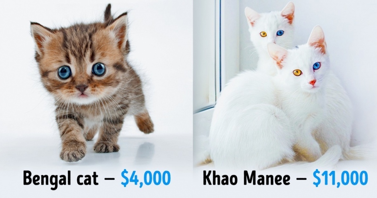 20 Beautiful Cat Breeds That Will Cost You A Fortune