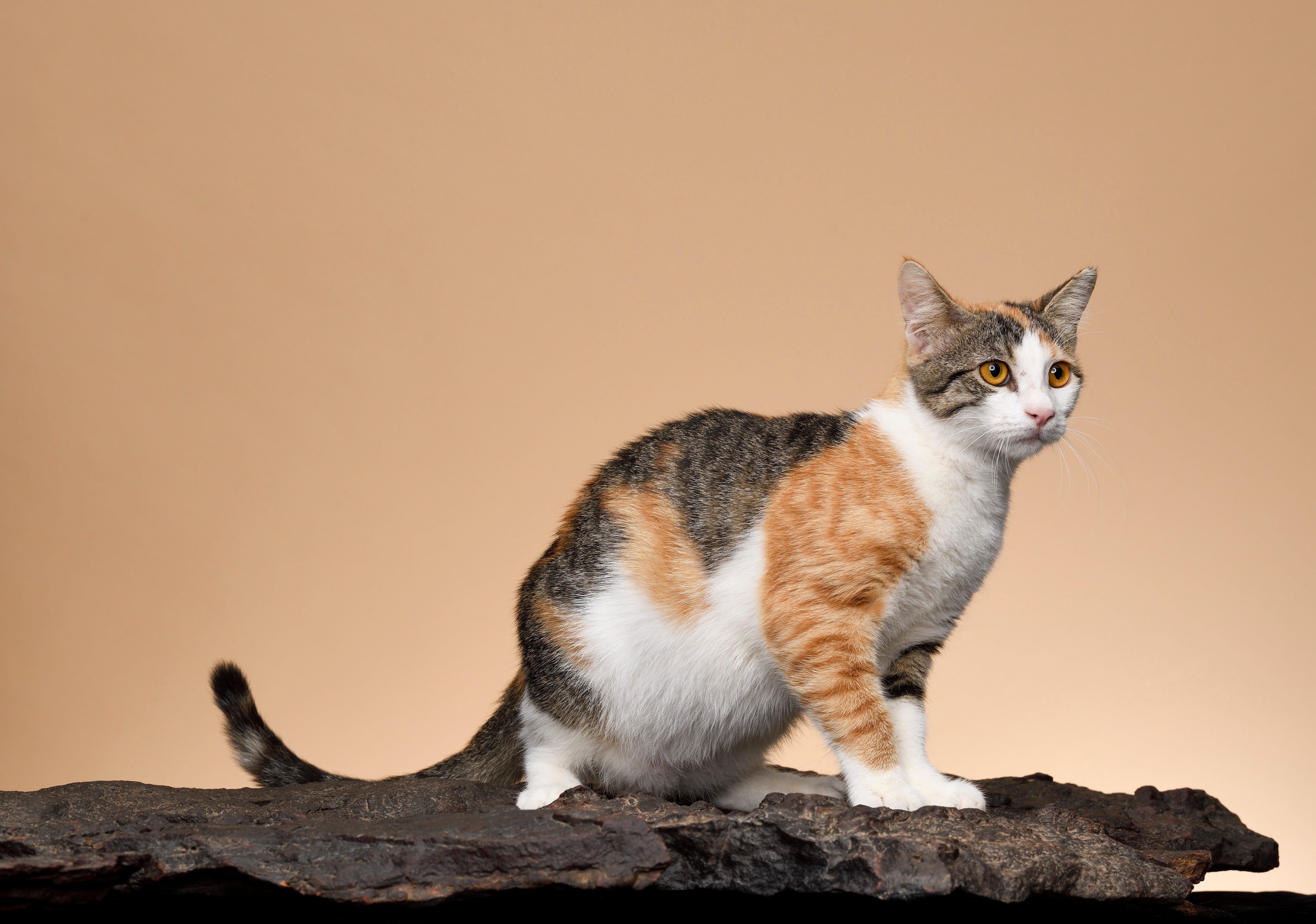 Rare Cat Breeds You Probably Don't Know About Reader's