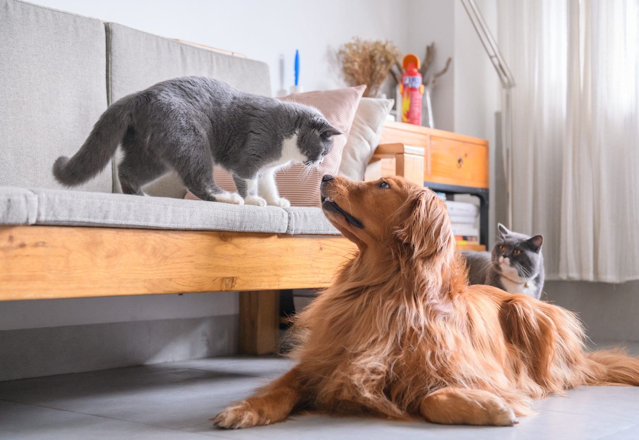 Cat Breeds That Get Along with Dogs Reader's Digest