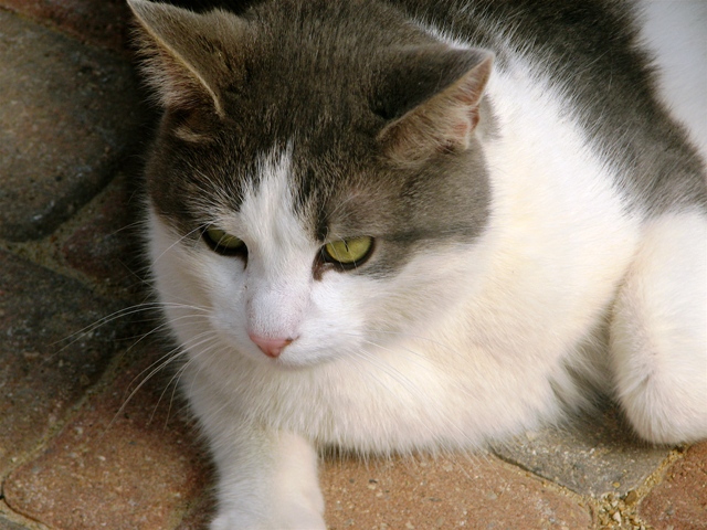 Grey And White Cat Breed [+] 99 DEGREE