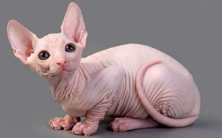 20 Things You Didn't Know About Hairless Cats