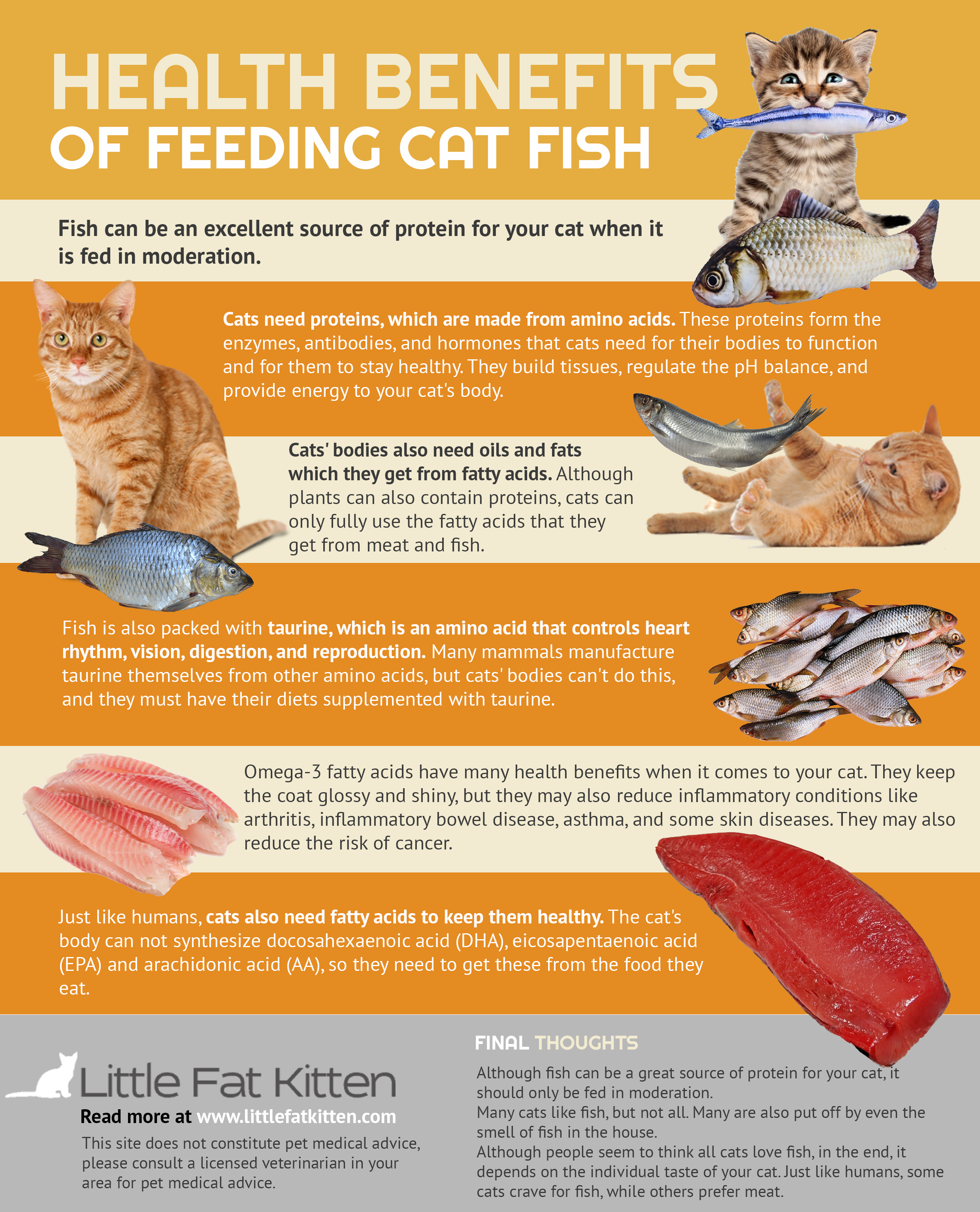 Why Do Cats Like Fish? Unexpected Reasons You Need To Know