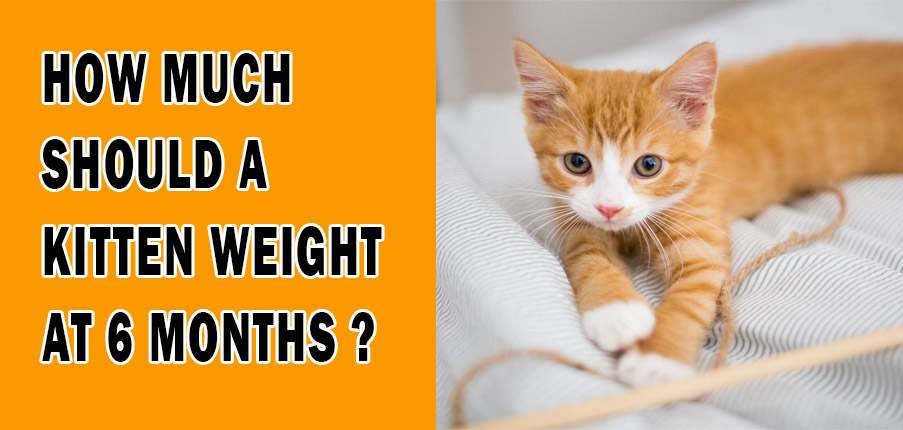 How Much Should A Kitten Weigh at 6 Months (Update 2021)