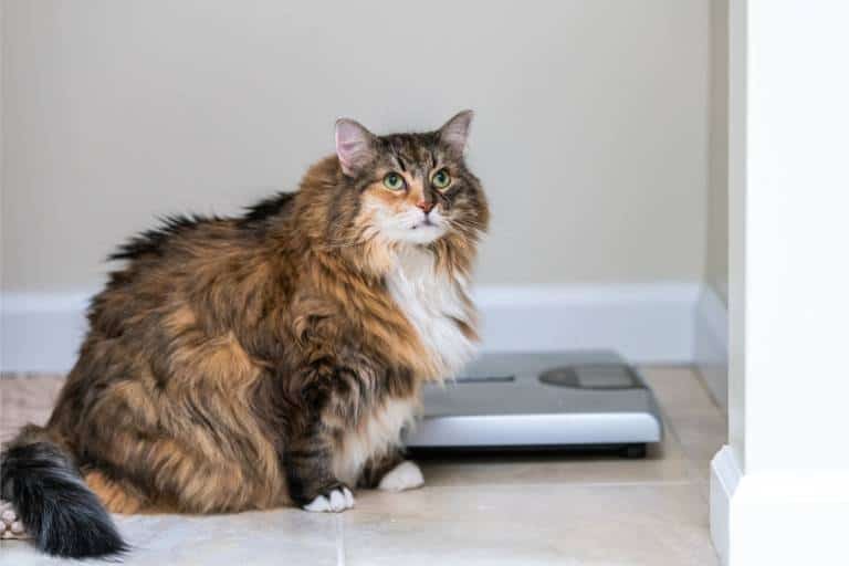 How Much Should Cats Weigh? How to Keep Your Cat Healthy