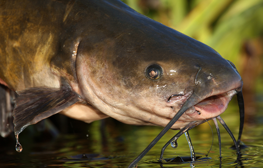 Catfish EVERYTHING you need to know about cats InFisherman
