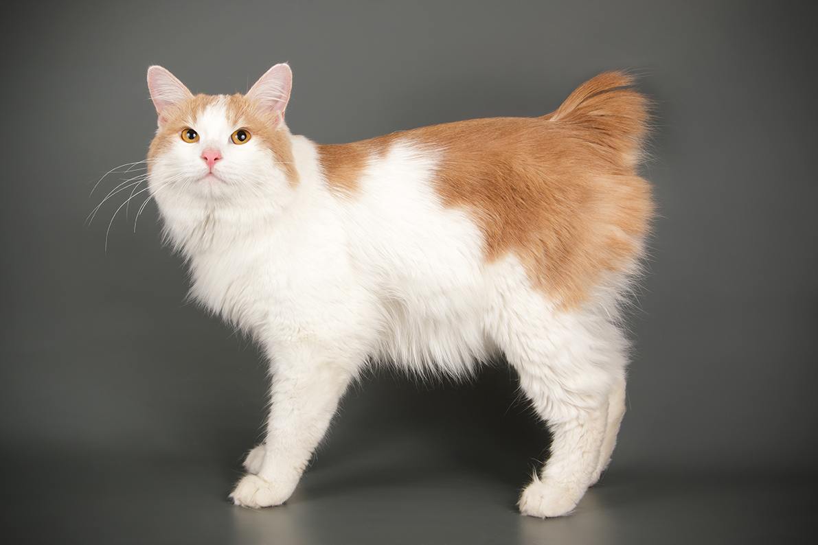6 Cat Breeds With No Tails (With Pictures) Excited Cats
