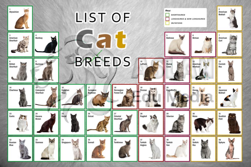 List of Cat Breeds Biological Science Picture Directory