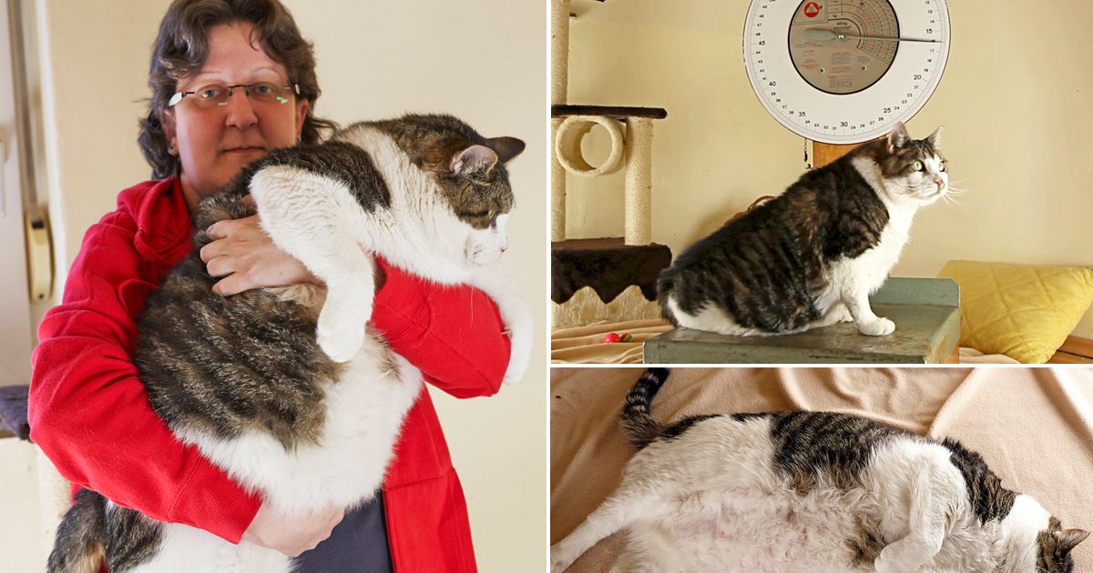 World's heaviest cat? Meet Elvis the massive moggy who