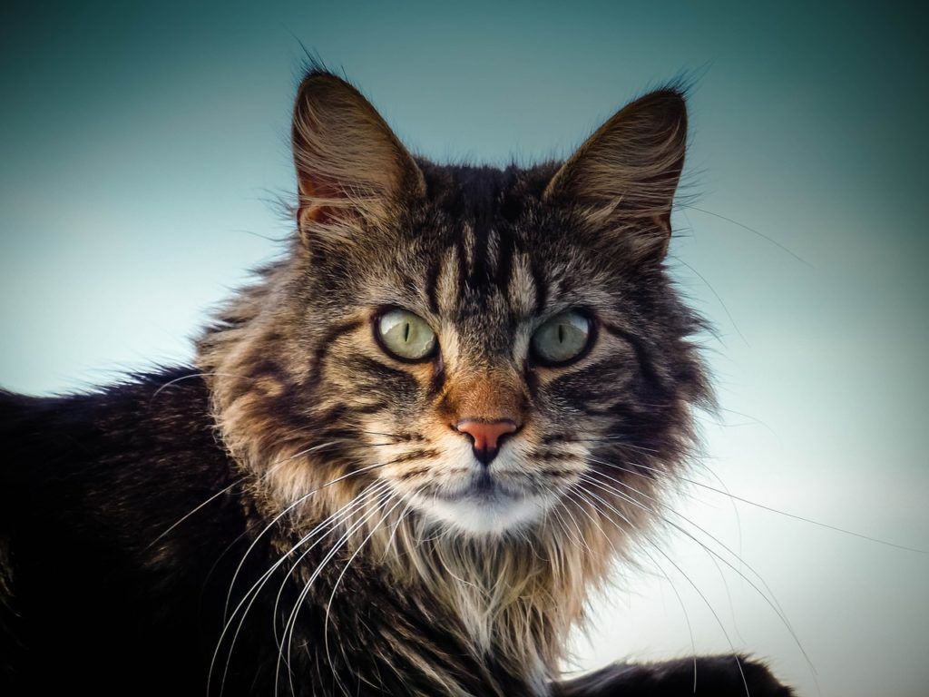 The top 10 best domestic cat breeds in USA, Canada and Uk