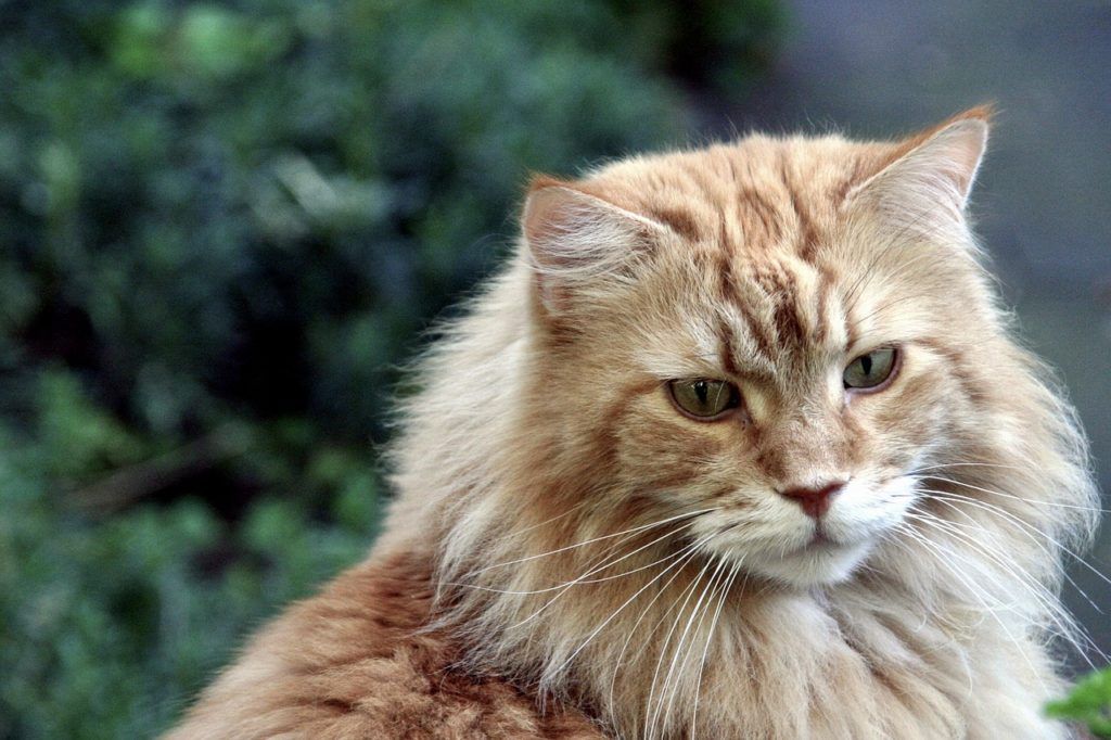 The top 10 best domestic cat breeds in USA, Canada and Uk