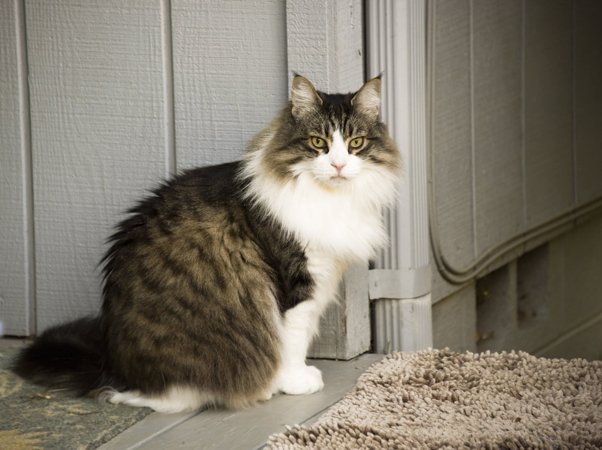 13 Cat Breeds with Ear Tufts (With Pictures) Excited Cats