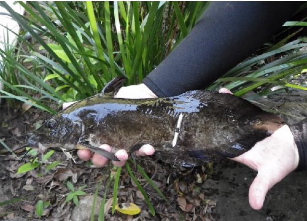 New Edible Catfish Discovered In North Queensland Asian