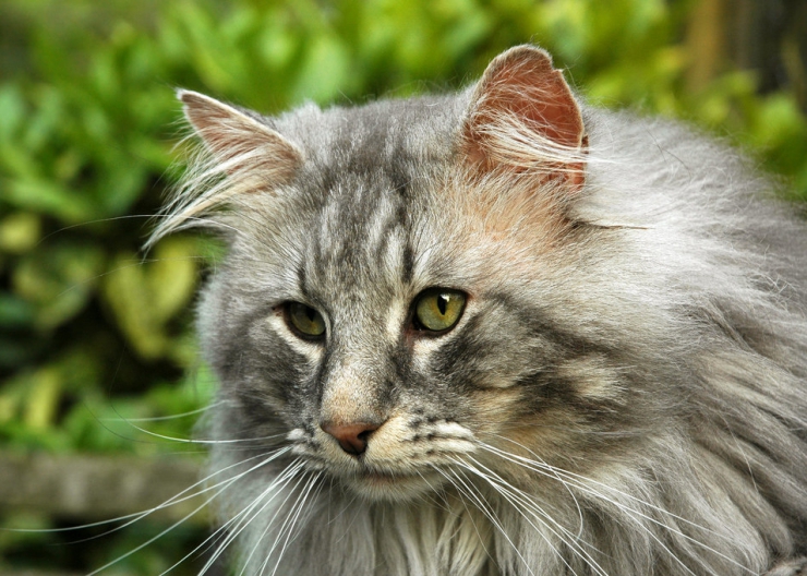 Norwegian Forest Cat Breed Profile