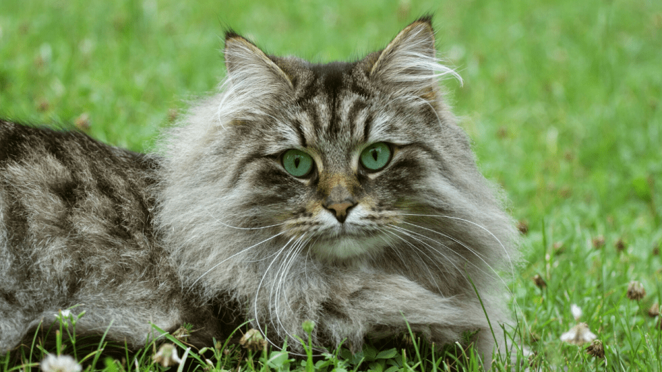 6 Large Cat Breeds With Low Health Problems Large House Cats