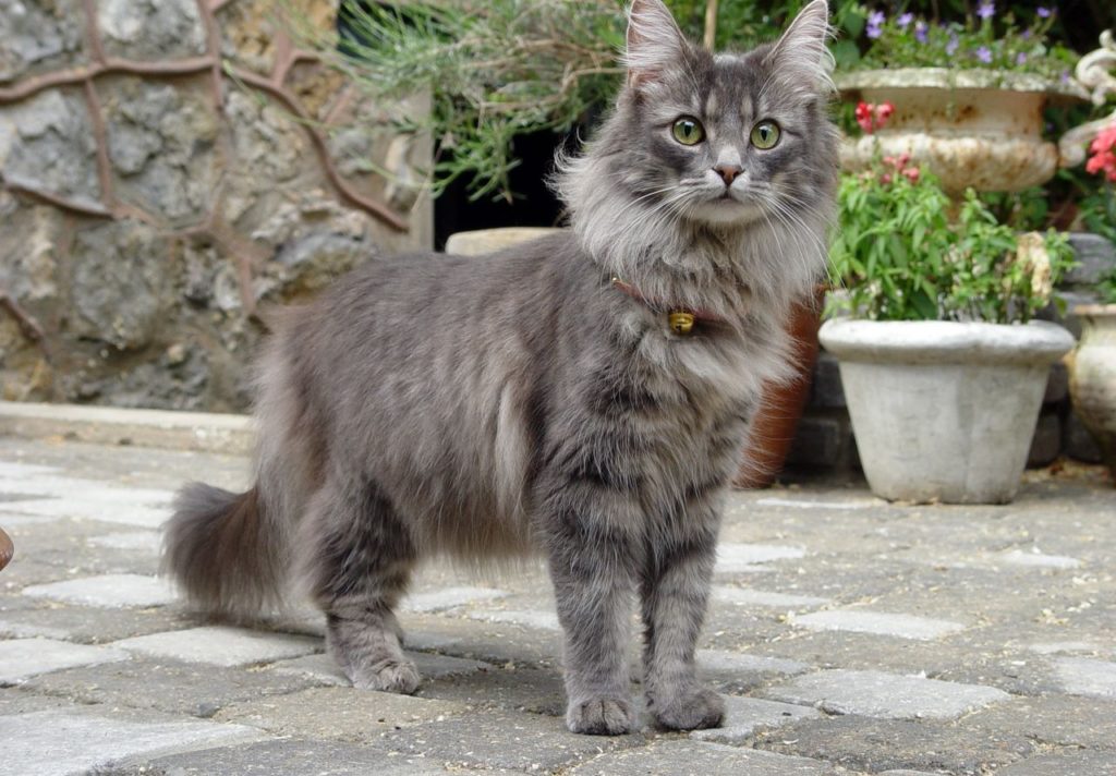 Norwegian Forest Cat Breed — Everything About Cats!