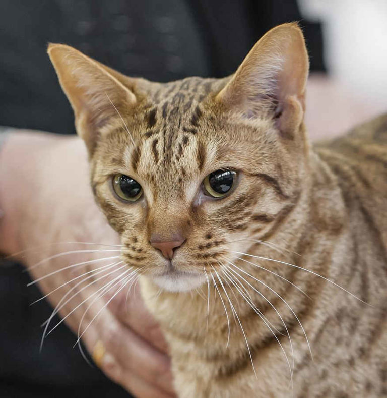 Ocicat cat, Cat Breeds information