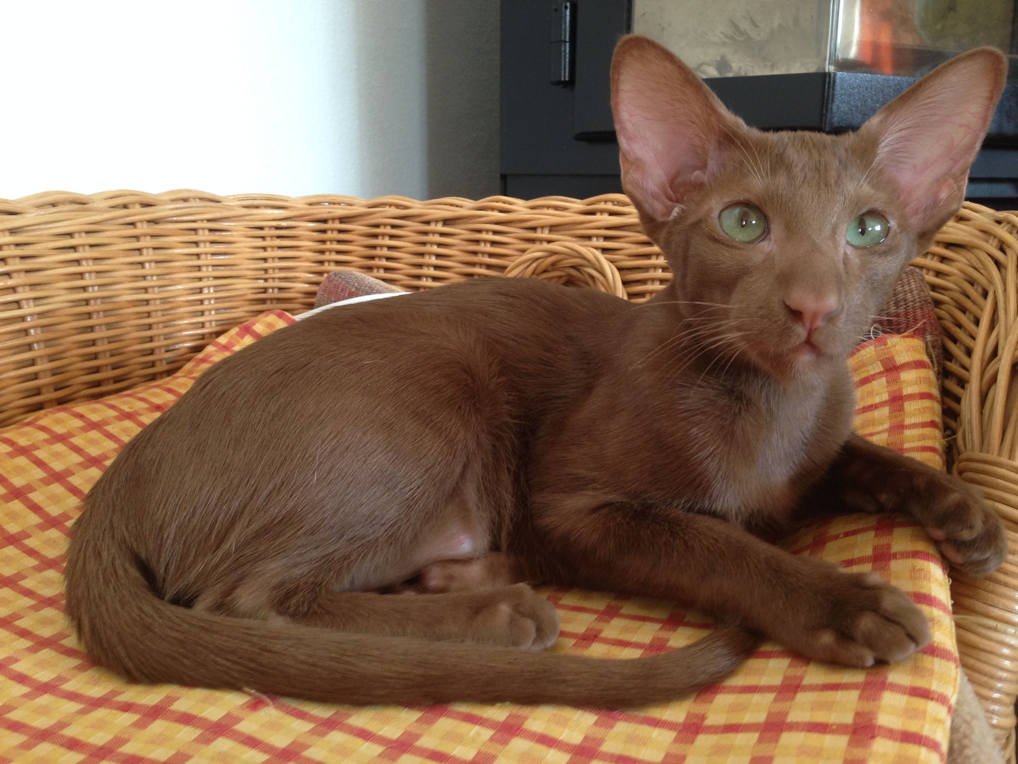 Oriental Cinnamon and Fawn Cat Breed — Everything About