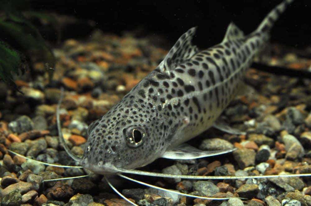 Pictus Catfish Care Guide (Diet, Tank, Breeding) Fish