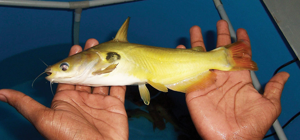 Yellow catfish a potential candidate for India « Global