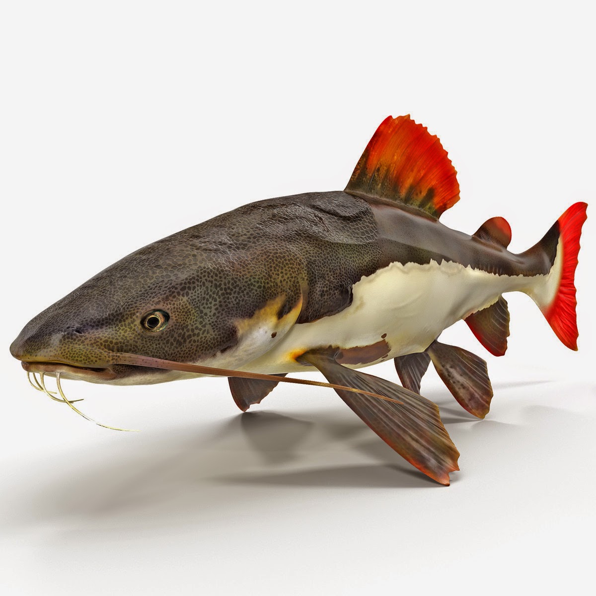 3d models for professionals Redtail Catfish 3d model