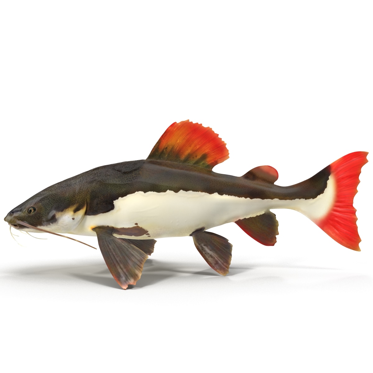 3d model redtail catfish
