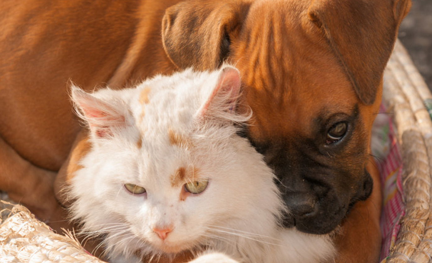 The 10 Most Cat Friendly Dog Breeds