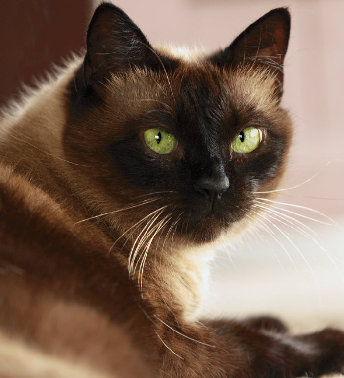 Learn About The Siamese Cat Breed From A Trusted Veterinarian
