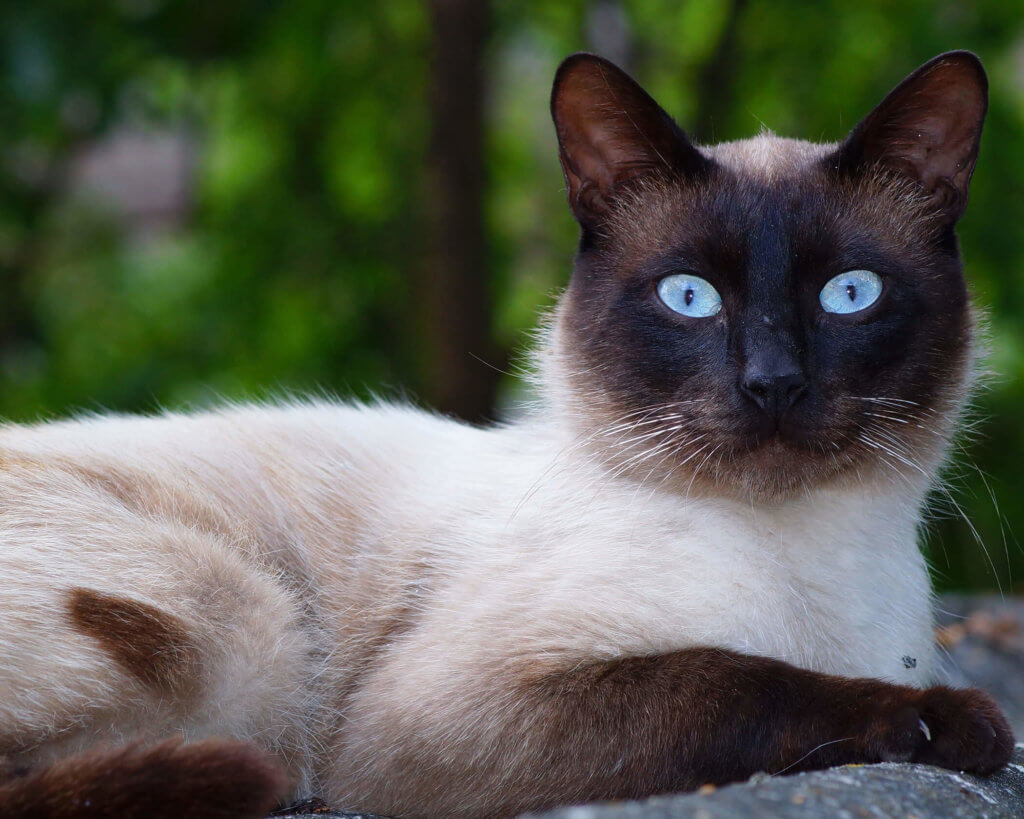 Siamese Cat Breeds Cat Mania For Cat Lovers
