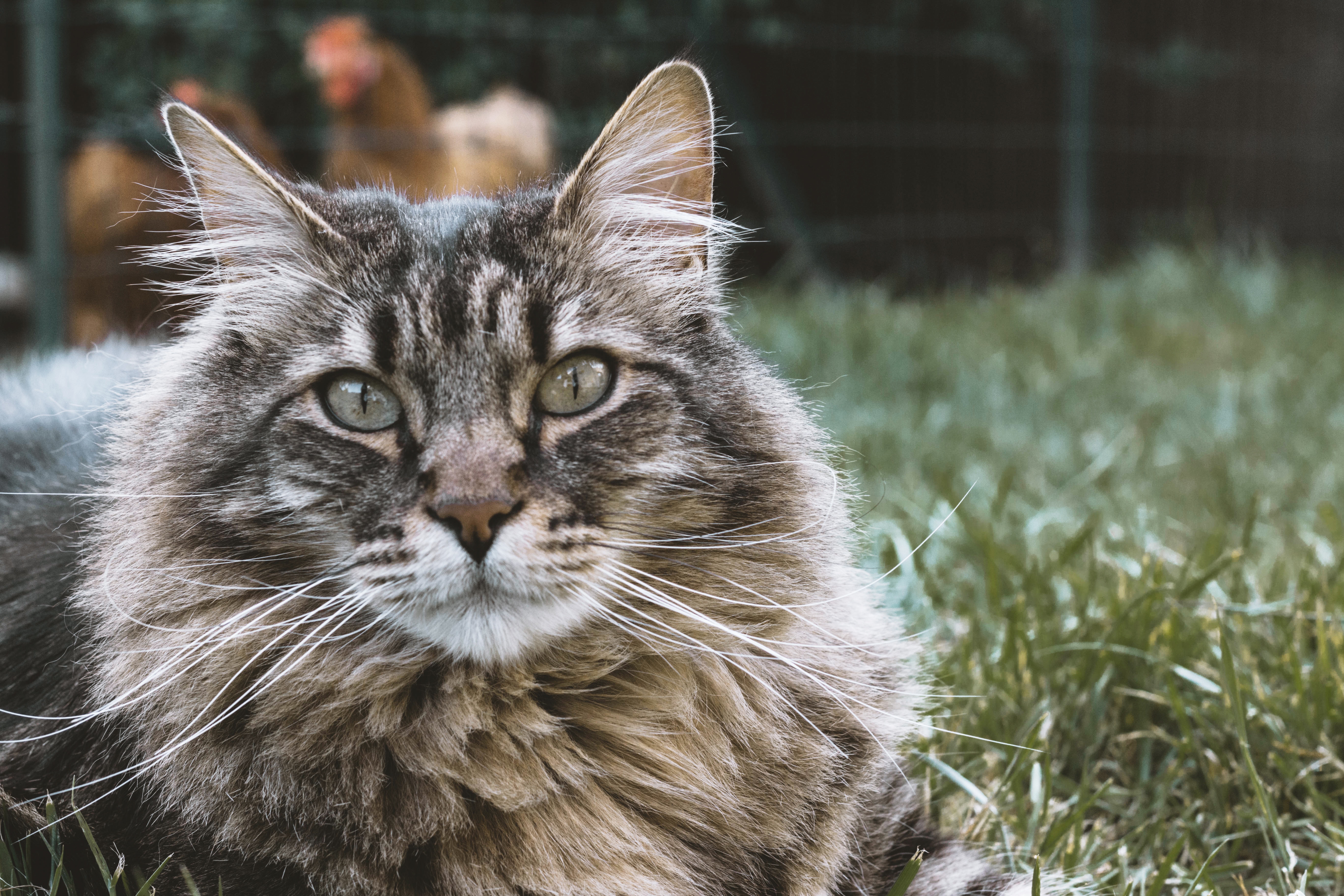 Popular Cat Breeds We Love in The UK Argos Pet Insurance