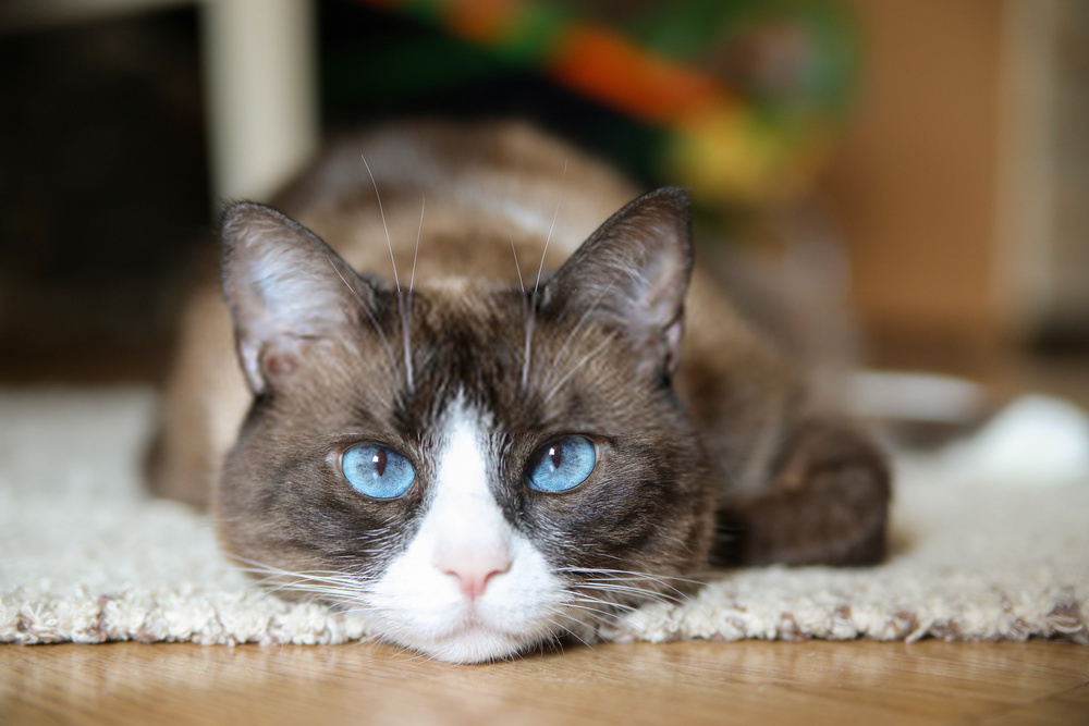 Snowshoe Cat Breed History, Nature And Price Pet Guide