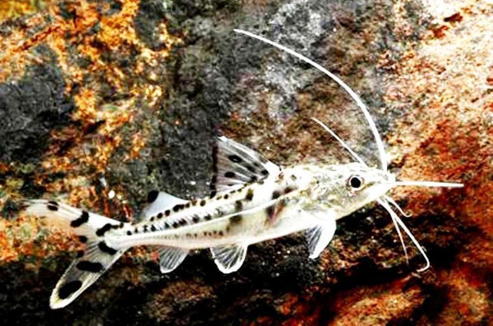 Spotted Pictus Catfish
