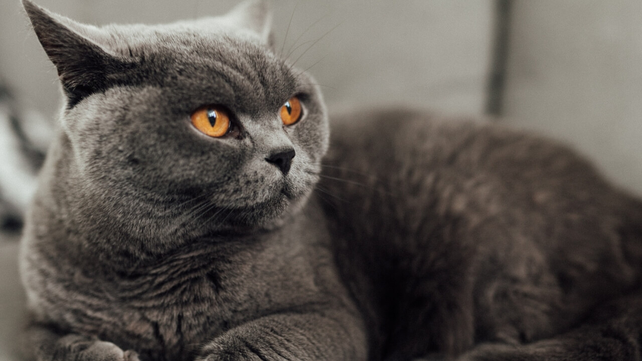 British Shorthair Cat Breed Info & Characteristics The