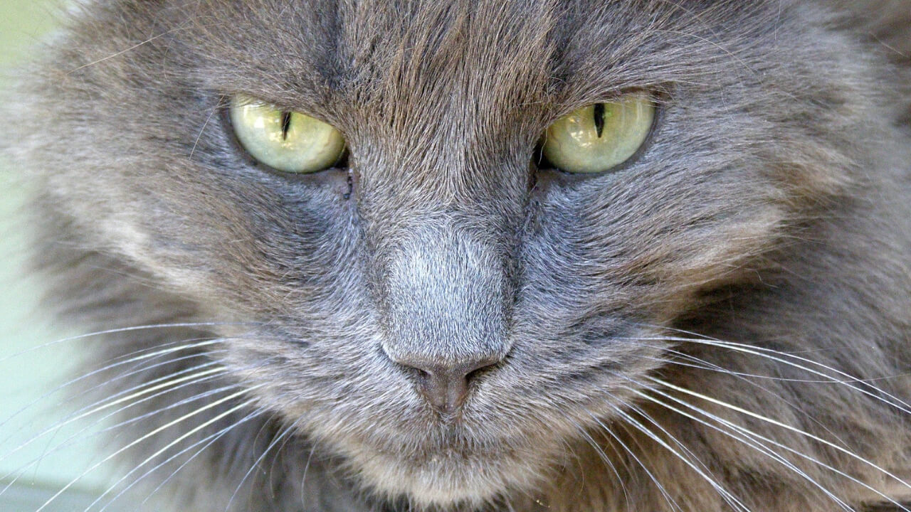 The Nebelung Cat Cat Breed Information The Dutiful Cat