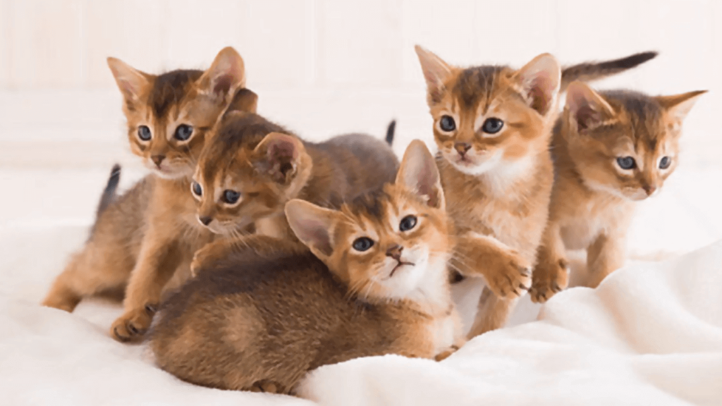 The Top 10 Smartest Cat Breeds In The World Animal On