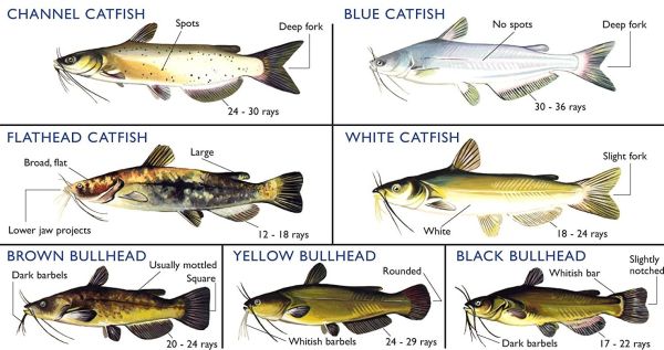 Catfishing Tips That Even Beginners Can Follow [Updated 2021]