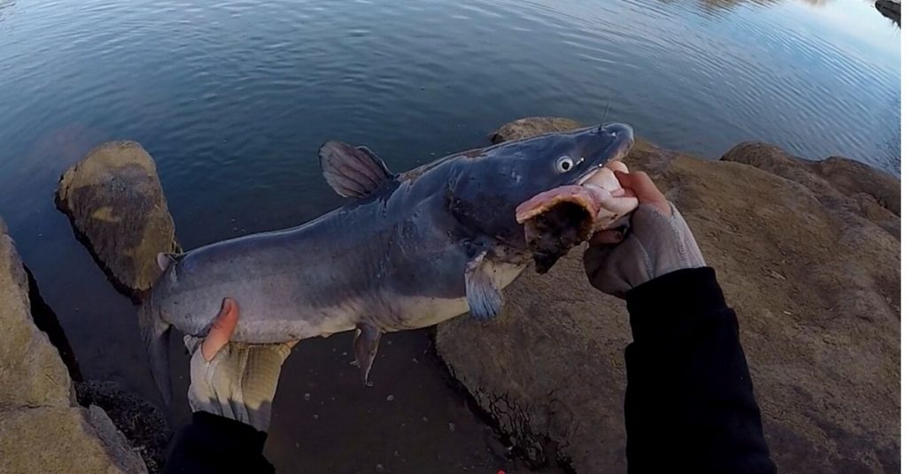What is the Best Sized Catfish to Eat? TheHonestAngler
