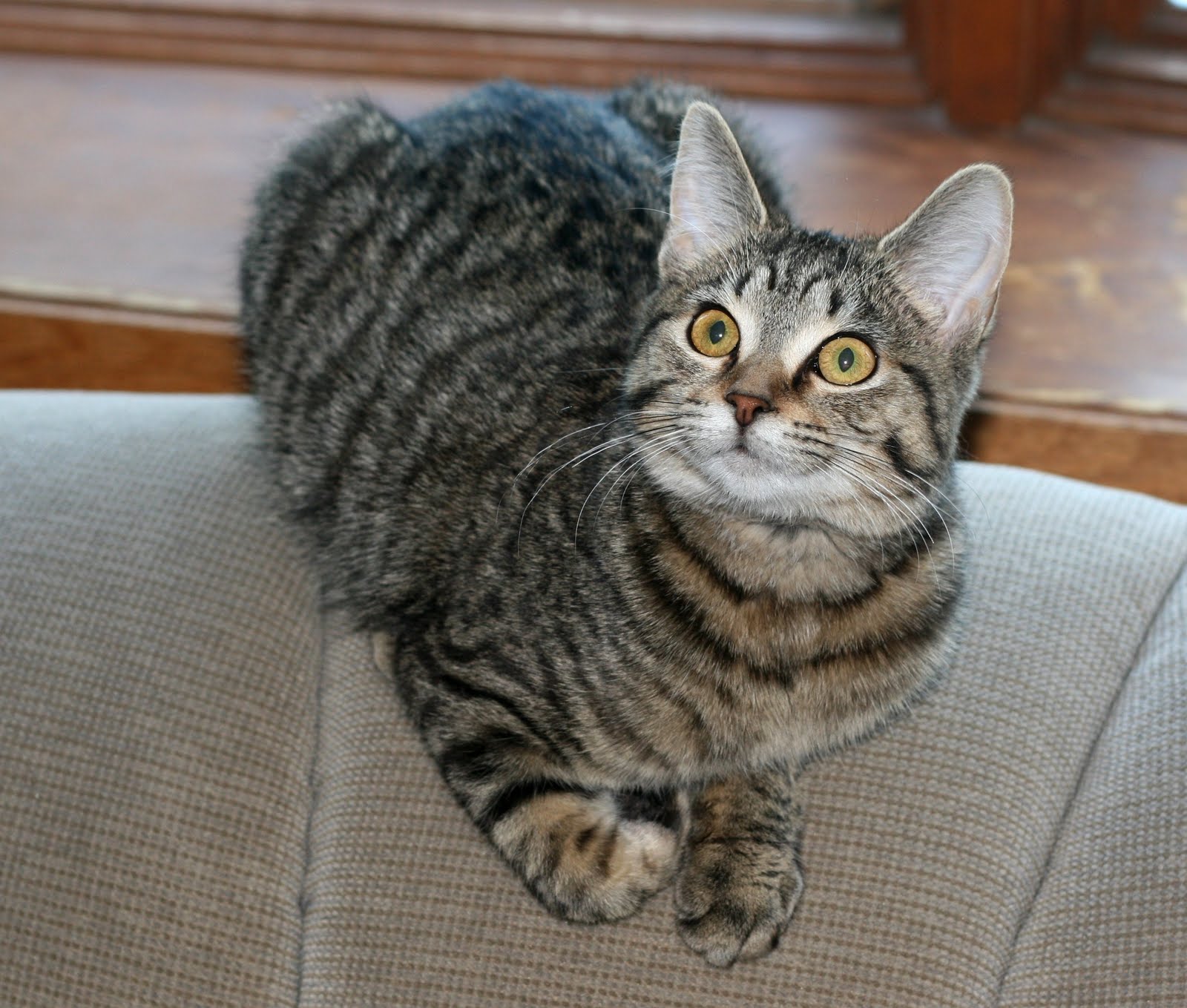 Grey Striped Cat Breeds [] Cats Types