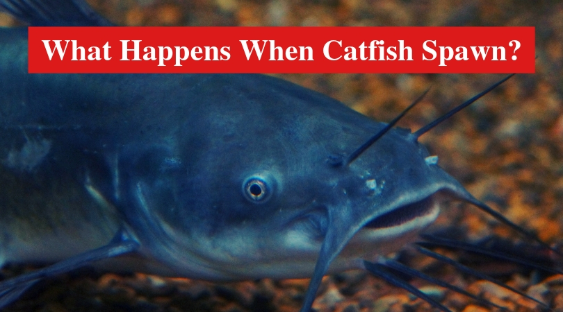 What Happens When Catfish Spawn? (Answered) HookedOnCatfish
