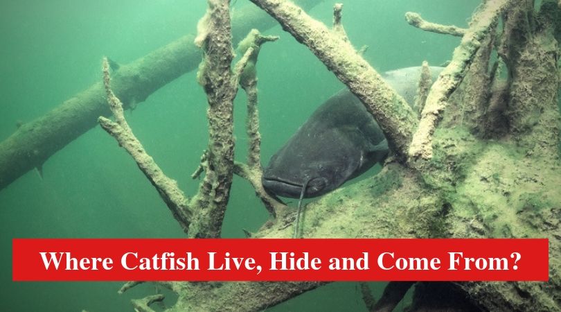 Where Catfish Live, Hide and Come From? HookedOnCatfish