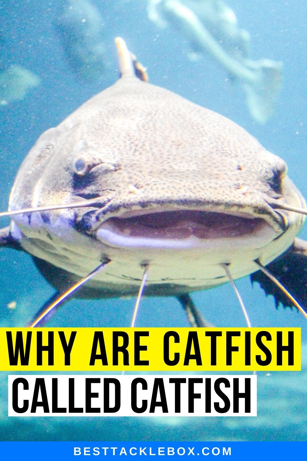 Why are Catfish called Catfish Best Tackle Box