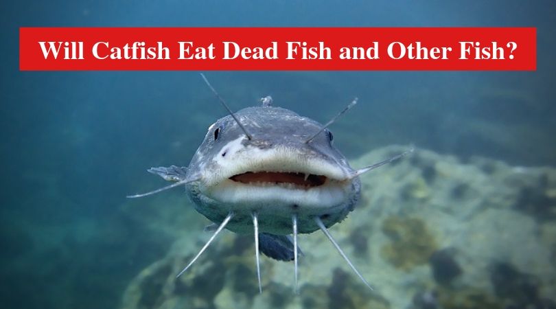 Will Catfish Eat Dead Fish and Other Fish? HookedOnCatfish