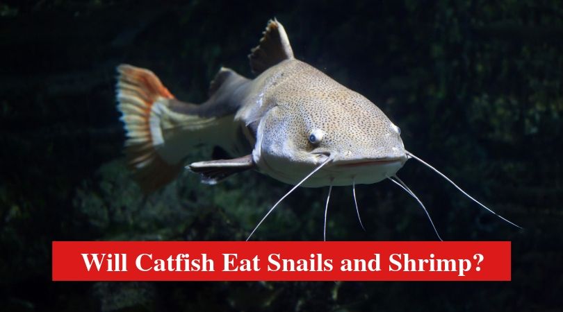Will Catfish Eat Snails and Shrimp? HookedOnCatfish