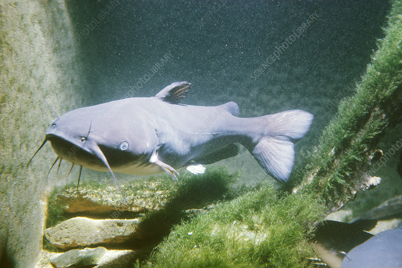 Channel Catfish Stock Image Z605/1147 Science Photo