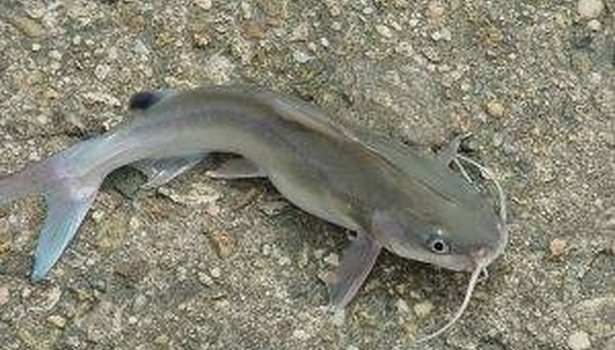 How Does a Catfish Reproduce? Sciencing