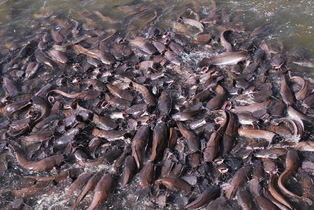 Catfish Farming in Nigeria Cost of Raising 1,000 Fishes